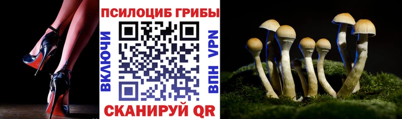 наркошоп  Чёрмоз  Галлюциногенные грибы Psilocybe 